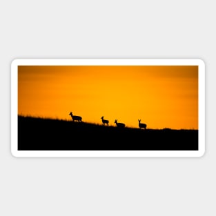 Pronghorn Sunset Sticker